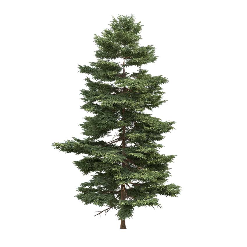 Picea Rubens - Spruce